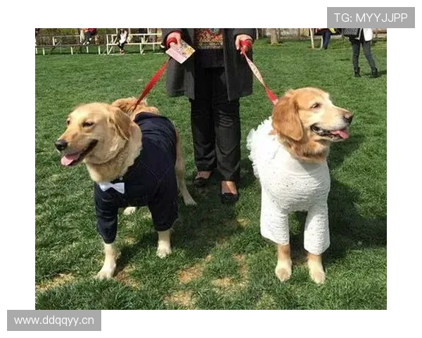 张楠家的狗都比你自律